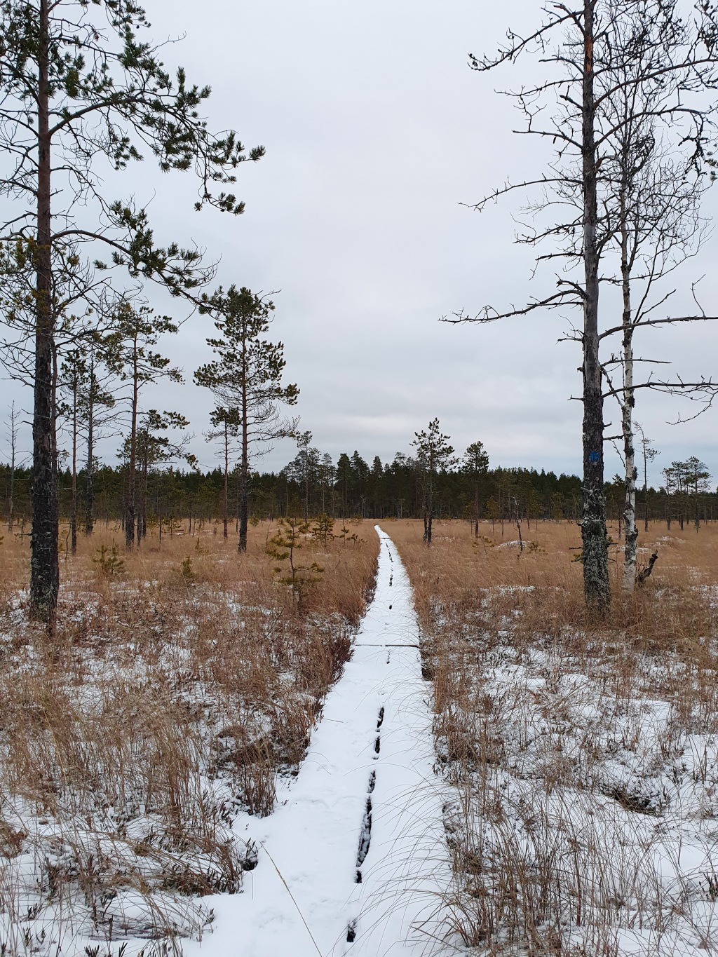 Hirvaan kierros 58km, Salamajärvi