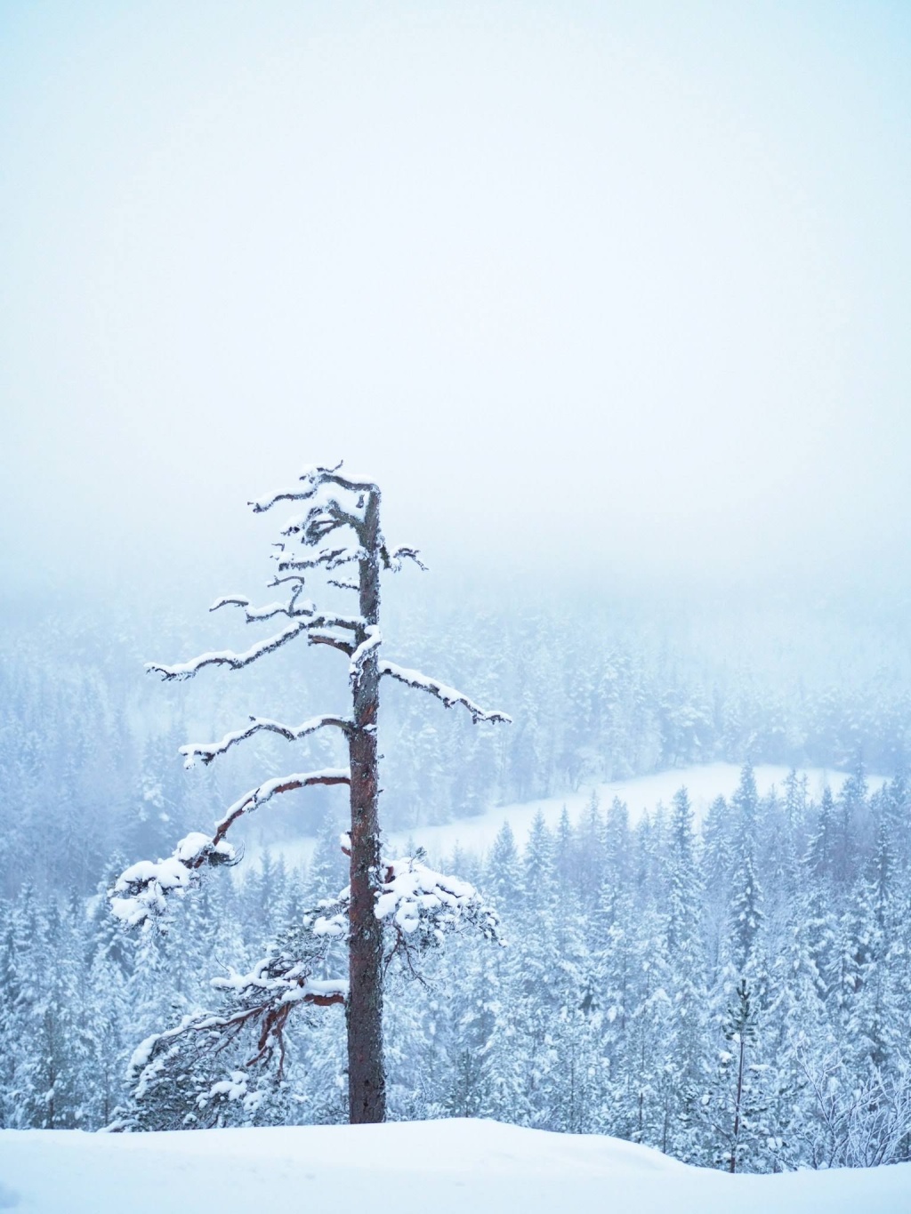 Talvinen Hyyppäänvuori, Jyväskylä